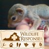 Grey Squirre baby